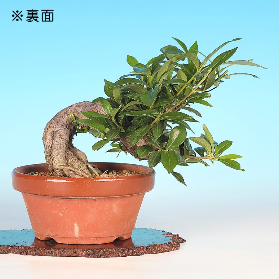 盆栽 くちなし クチナシ 樹高17cm 小品盆栽 花物盆栽 実物盆栽 半懸崖