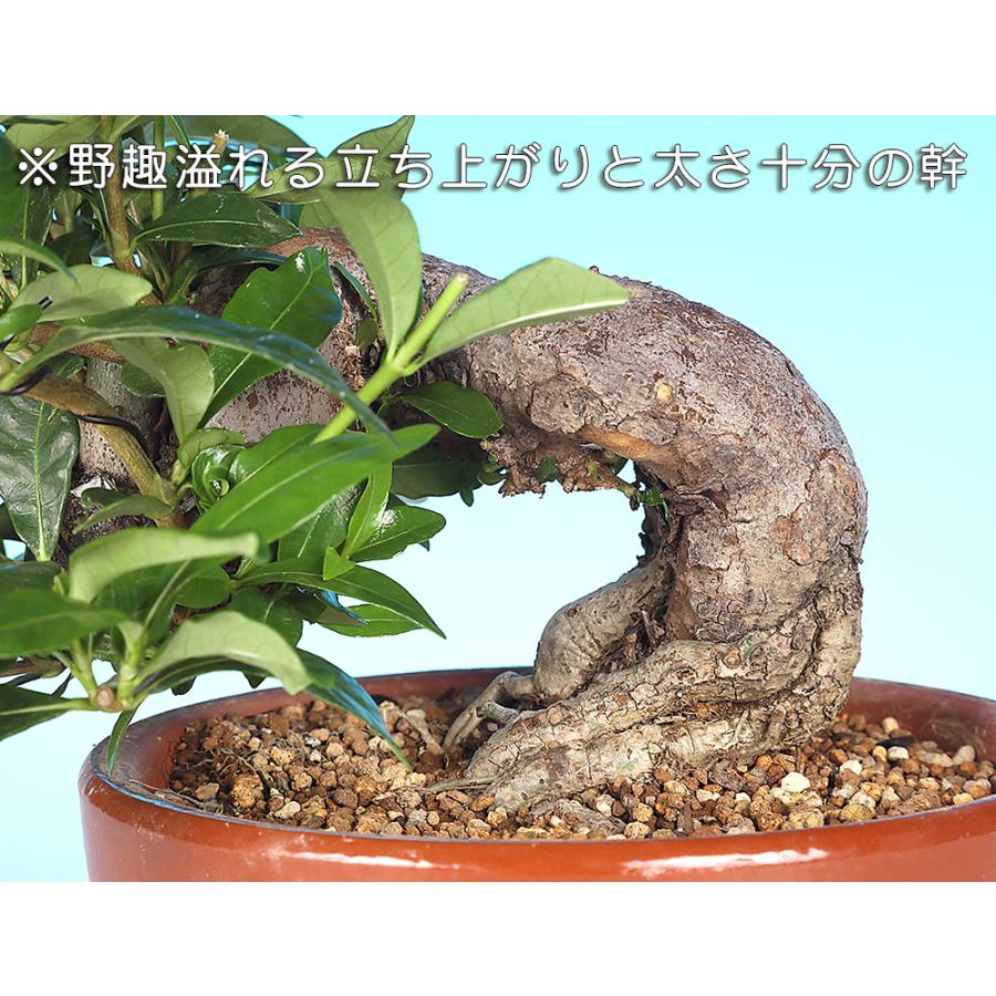 盆栽 くちなし クチナシ 樹高17cm 小品盆栽 花物盆栽 実物盆栽 半懸崖