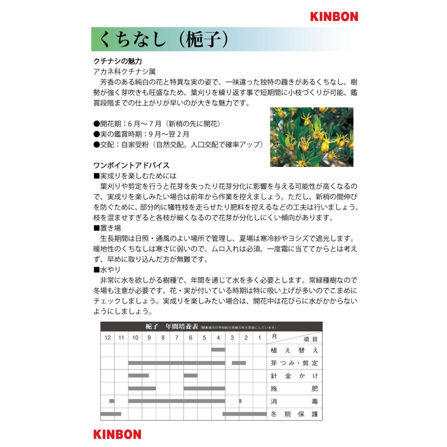 盆栽 くちなし クチナシ 樹高17cm 小品盆栽 花物盆栽 実物盆栽 半懸崖