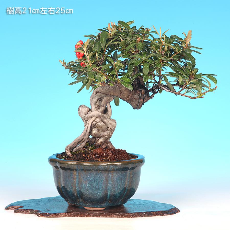 盆栽 ピラカンサ 橘もどき ピラカン ピラカンサス 根上り 小品盆栽