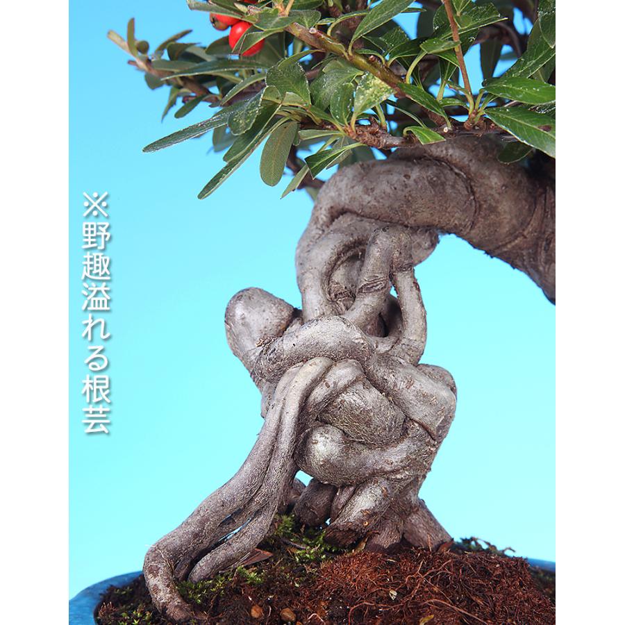 ピラカンサ　盆栽　赤実　小品　根上がり　捻転 盆栽 ピラカンサ 樹高 約19cm Pyracantha 実物 赤 バラ科 常緑樹 観賞