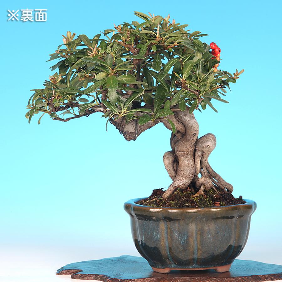 盆栽 ピラカンサ 橘もどき ピラカン ピラカンサス 根上り 小品盆栽