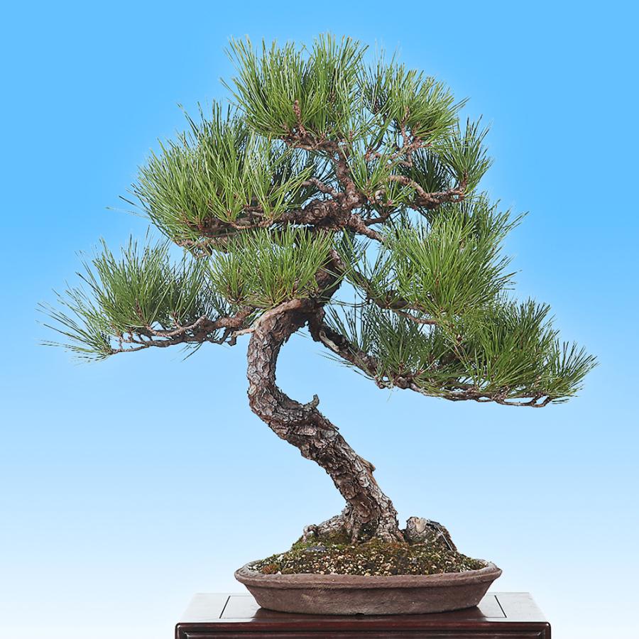 盆栽 黒松 クロマツ くろまつ お洒落 模様木 松柏盆栽 中品盆栽 樹高