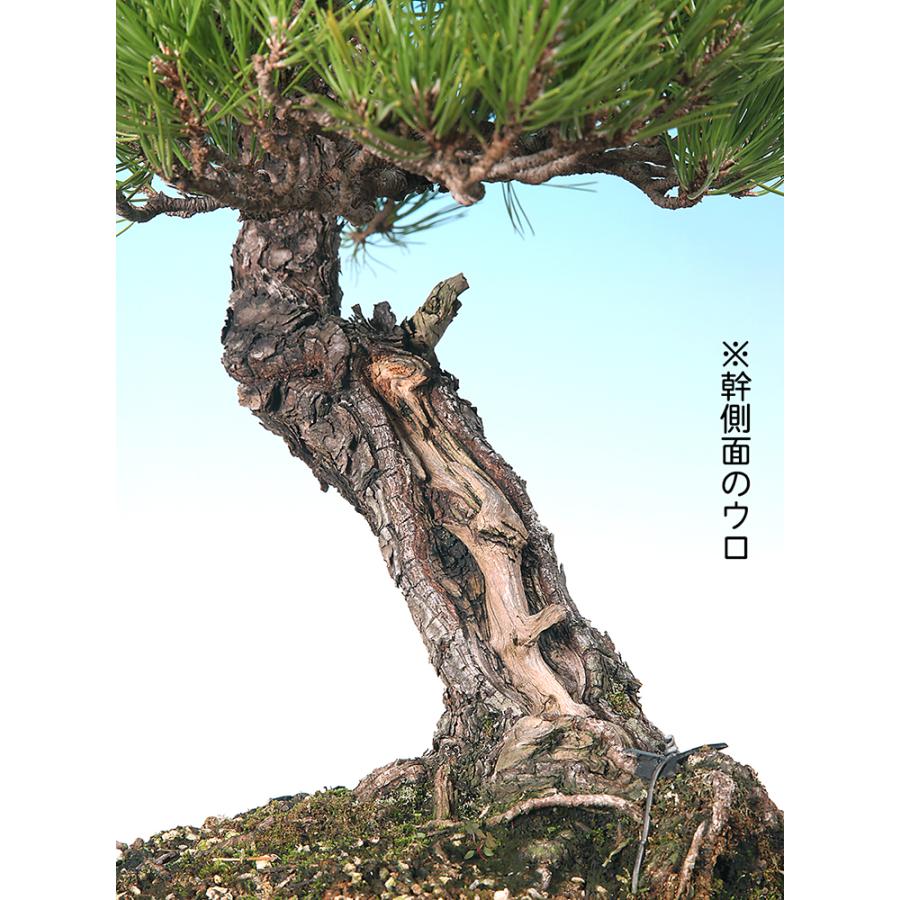 盆栽 黒松 クロマツ くろまつ お洒落 模様木 松柏盆栽 中品盆栽 樹高