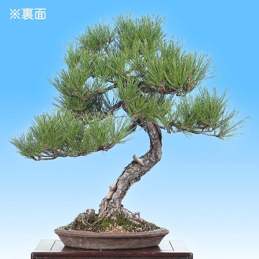 盆栽 黒松 クロマツ くろまつ お洒落 模様木 松柏盆栽 中品盆栽 樹高