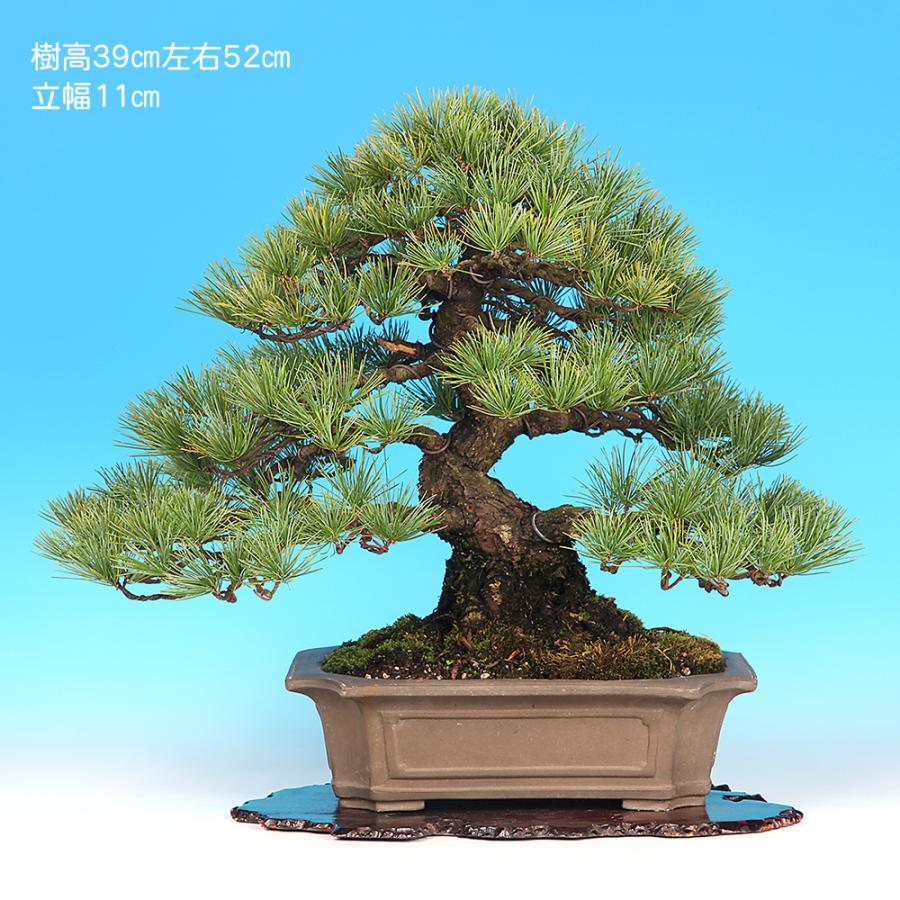 盆栽 五葉松 ゴヨウマツ ごようまつ 松柏盆栽 一品盆栽 現品限り 一点