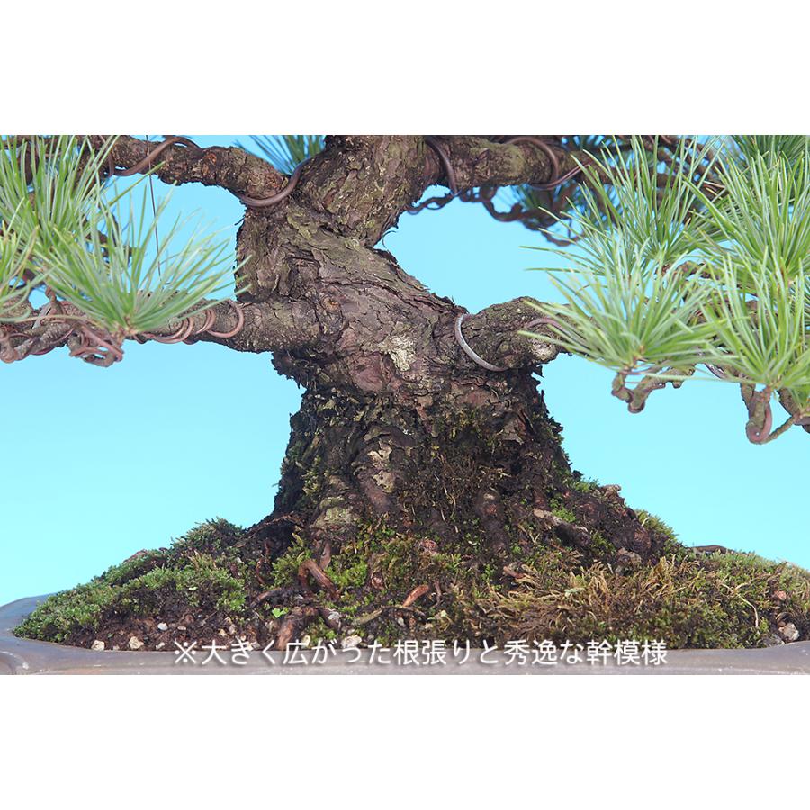 盆栽 五葉松 ゴヨウマツ ごようまつ 松柏盆栽 一品盆栽 現品限り 一点