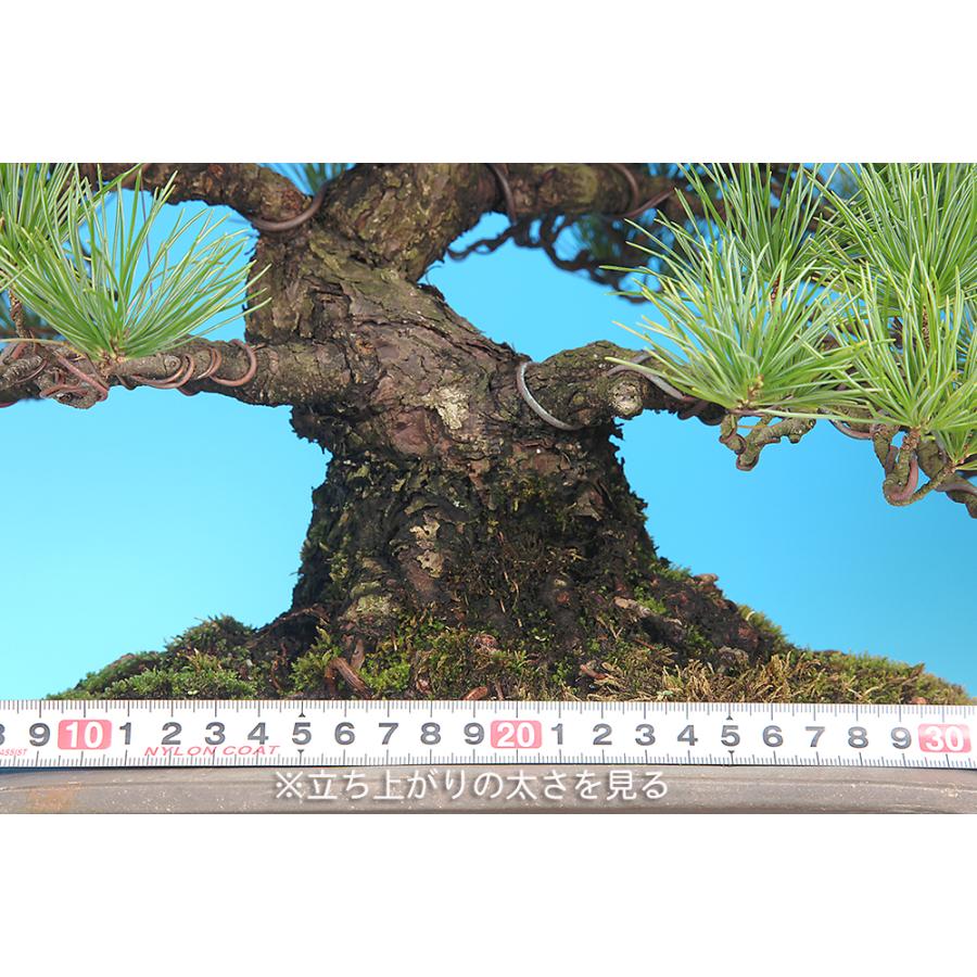 盆栽 五葉松 ゴヨウマツ ごようまつ 松柏盆栽 一品盆栽 現品限り 一点