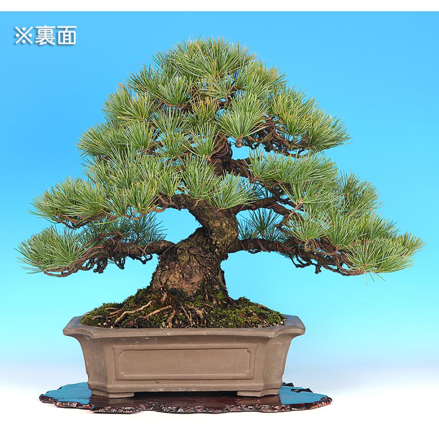 盆栽 五葉松 ゴヨウマツ ごようまつ 松柏盆栽 一品盆栽 現品限り 一点