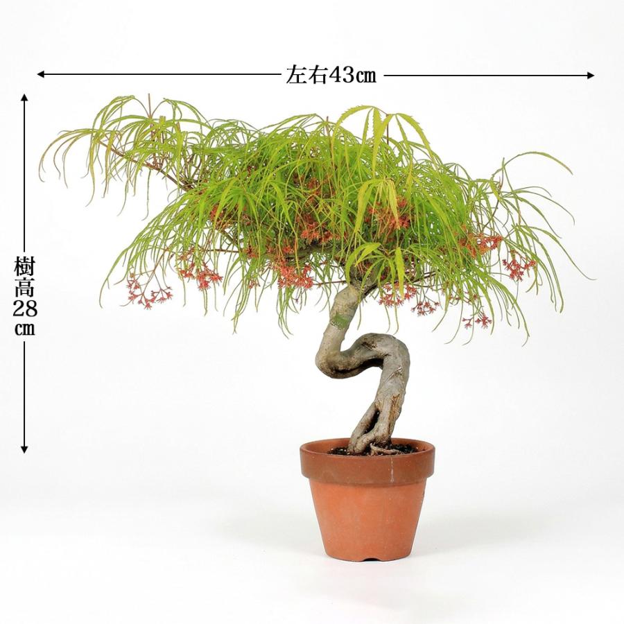 盆栽 もみじ 七五三 樹高29cm 七五三もみじ モミジ 紅葉 風情ある樹姿