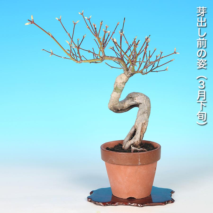 盆栽 もみじ 七五三 樹高29cm 七五三もみじ モミジ 紅葉 風情ある樹姿