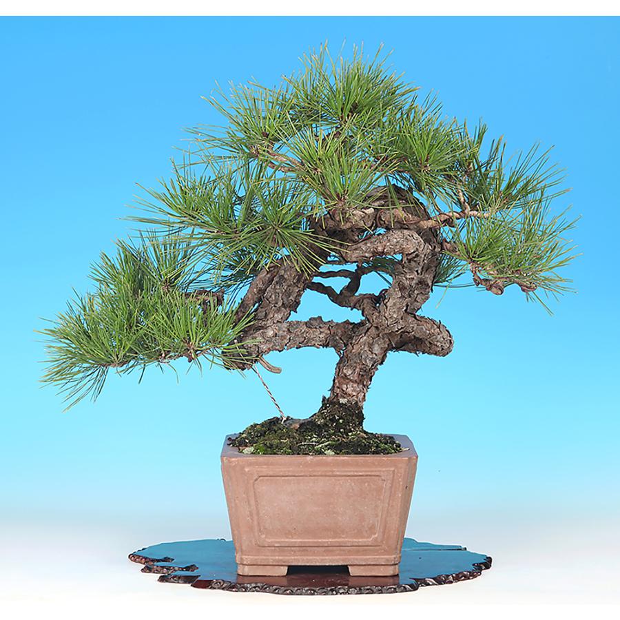 赤松 [斜幹木] 大品盆栽 【公式通販】