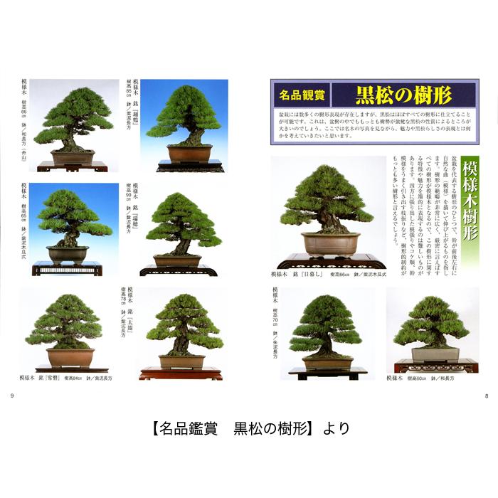 書籍 本 盆栽専門誌「黒松の育て方」クロマツ 手入れ 管理 切り方 曲げ