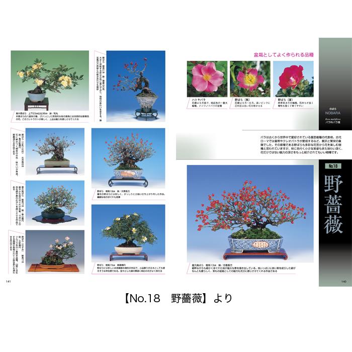 書籍 本 盆栽専門誌「小品盆栽36種徹底紹介（上巻）」ミニ盆栽 松柏