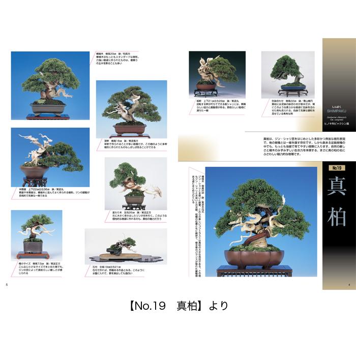書籍 本 盆栽専門誌「小品盆栽36種徹底紹介（下巻）」ミニ盆栽 松柏