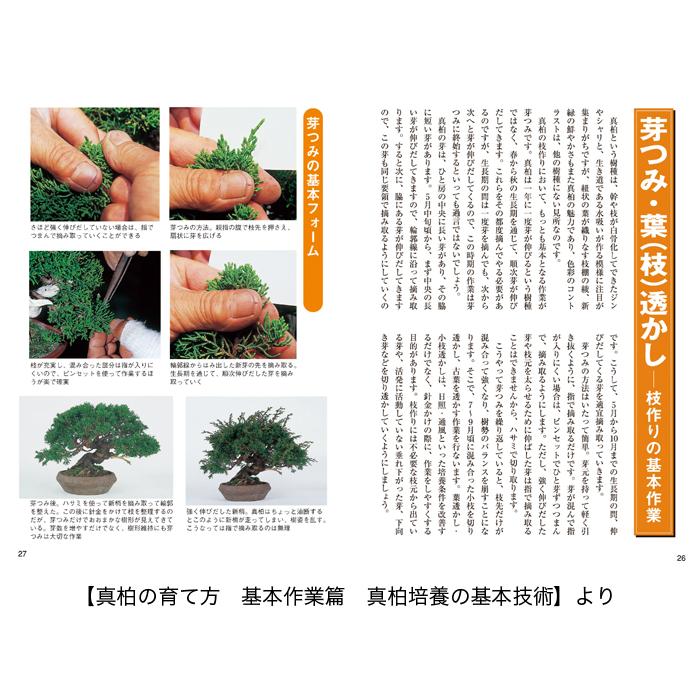 書籍 本 盆栽専門誌「真柏・杜松の育て方」シンパク トショ 手入れ