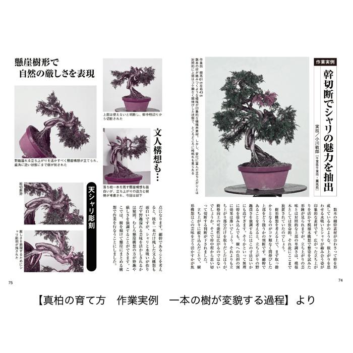 書籍 本 盆栽専門誌「真柏・杜松の育て方」シンパク トショ 手入れ 