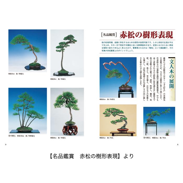 書籍 本 盆栽専門誌「赤松の育て方」アカマツ 手入れ 管理 切り方 曲げ