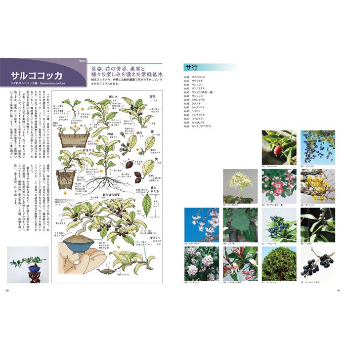 書籍 本 盆栽専門誌「 イラストブック ミニ盆栽 珍樹種100」 松柏 雑木