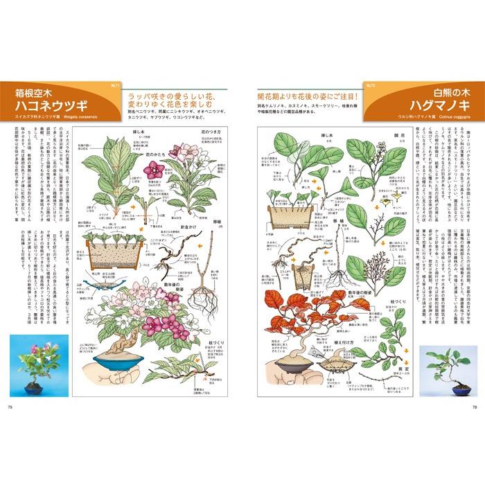 イラストブックミニ盆栽 珍樹種100 S000m22 盆栽彩都ヤフー店 通販 Yahoo ショッピング