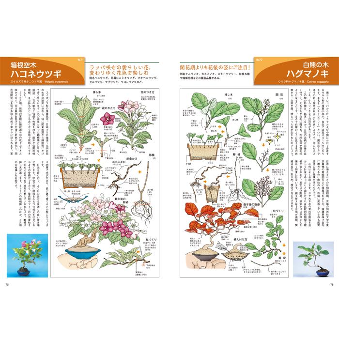 書籍 本 盆栽専門誌「 イラストブック ミニ盆栽 珍樹種100」 松柏 雑木
