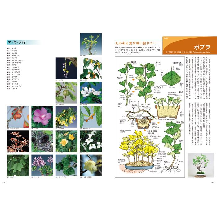 書籍 本 盆栽専門誌「 イラストブック ミニ盆栽 珍樹種100 書籍 本 盆栽専門誌「 イラストブック ミニ盆栽 珍樹種100
