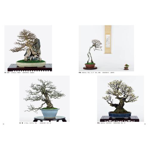 行山　盆栽鉢　大品盆栽　貴風盆栽　松柏盆栽　雑木盆栽　皐月盆栽 行山 盆栽鉢 大品盆栽 貴風盆栽 松柏盆栽 雑木盆栽 皐月盆栽 行山 盆栽