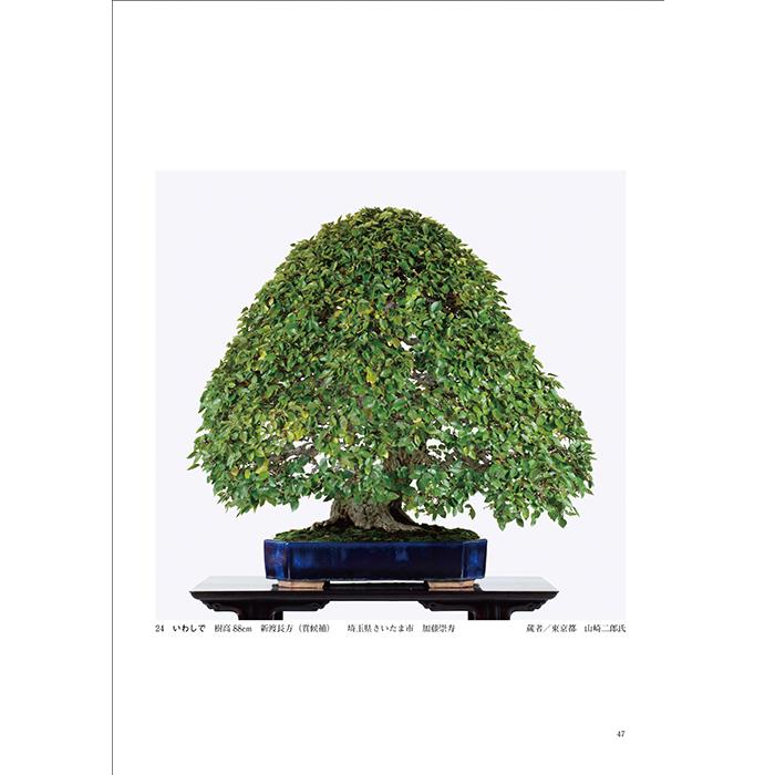 書籍 本 盆栽専門誌「第50回 日本盆栽作風展 記念帳」松柏 雑木 小品