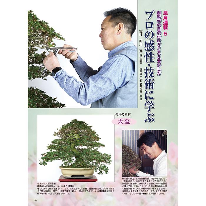 月刊「近代盆栽」2024年5月号 初心者からベテラン愛好家まで
