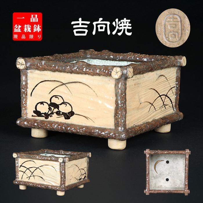 盆栽鉢 吉向焼絵付正方鉢 植木鉢 吉向松月窯 吉向窯 5号 14cm 雑木盆栽
