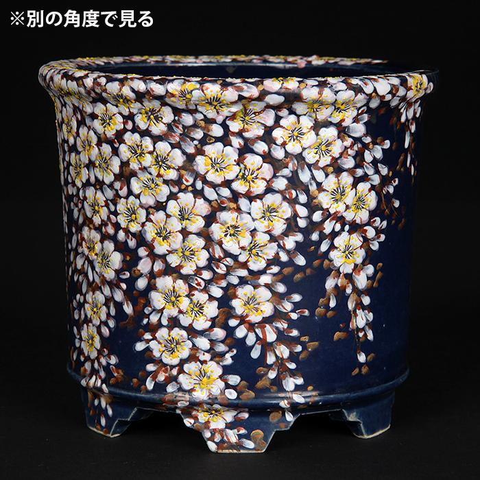 六代渋草柳造浮絵桜図丸鉢 盆栽鉢 鉢 植木鉢 盆器 作家鉢 bonsaipot