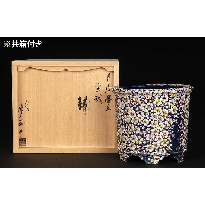 六代渋草柳造浮絵桜図丸鉢 盆栽鉢 鉢 植木鉢 盆器 作家鉢 bonsaipot