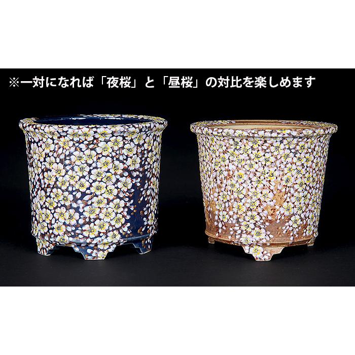 六代渋草柳造浮絵桜図丸鉢 盆栽鉢 鉢 植木鉢 盆器 作家鉢 bonsaipot