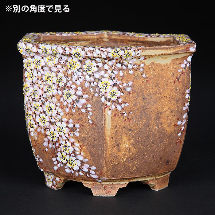 六代渋草柳造浮絵桜図六角鉢 盆栽鉢 鉢 植木鉢 盆器 作家鉢 bonsaipot