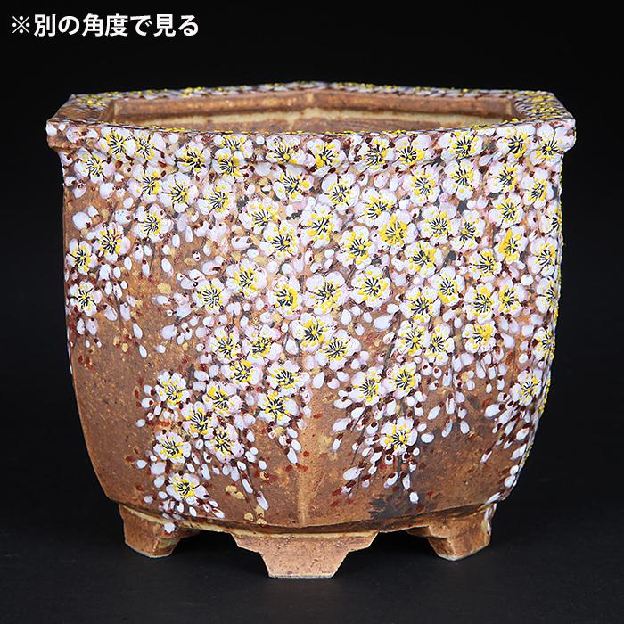 中国鉢　絵鉢 六代渋草柳造浮絵桜図六角鉢 盆栽鉢 鉢 植木鉢 盆器 作家鉢 bonsaipot