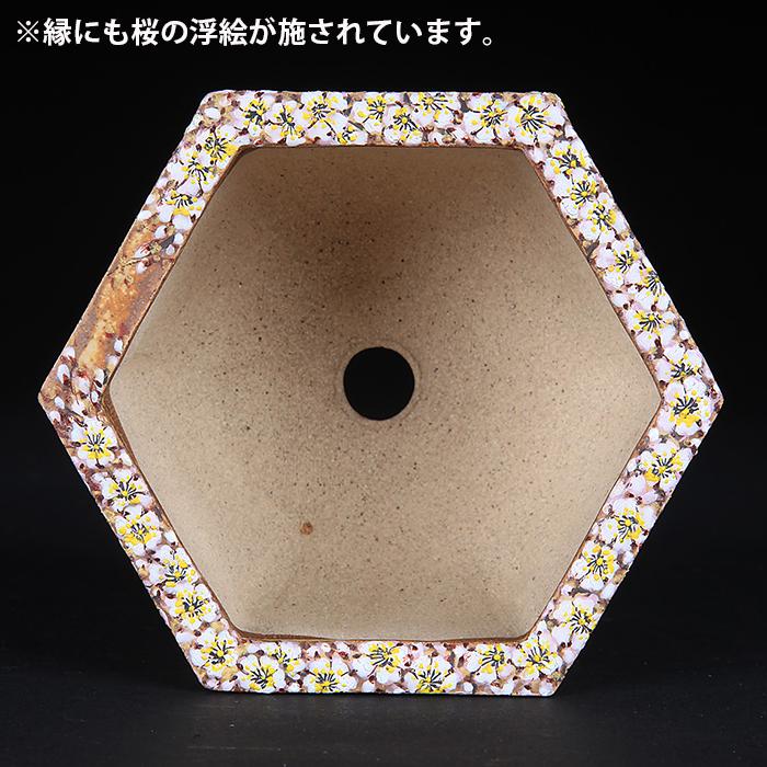 磯山　六角　絵鉢　盆栽鉢 六代渋草柳造浮絵桜図六角鉢 盆栽鉢 鉢 植木鉢 盆器 作家鉢 bonsaipot