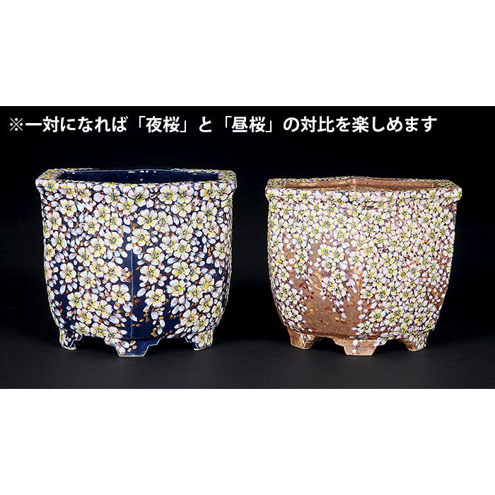 六代渋草柳造浮絵桜図六角鉢 盆栽鉢 鉢 植木鉢 盆器 作家鉢 bonsaipot