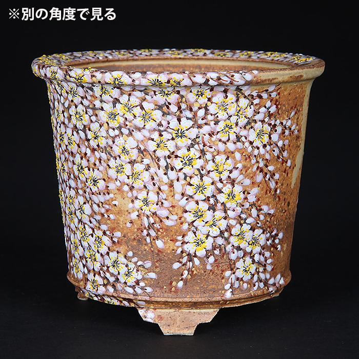 六代渋草柳造浮絵桜図丸鉢 盆栽鉢 鉢 植木鉢 盆器 作家鉢 bonsaipot