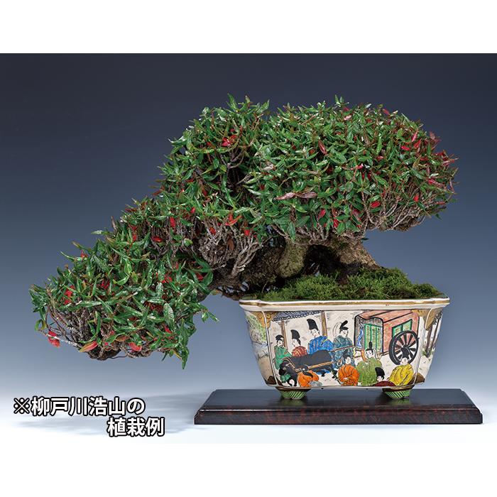 浩山 盆栽鉢 長方