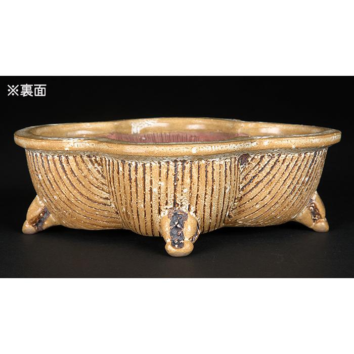 盆栽鉢 「憲窯白釉木瓜式鉢」 植木鉢 辻憲昌 ケンヨウ 色鉢 陶器