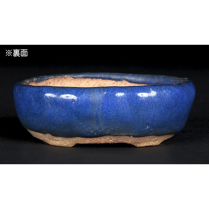 瑠璃色楕円鉢　盆栽鉢 東福寺瑠璃釉楕円鉢 | 盆栽、盆栽書籍、盆栽鉢の通販│近代出版