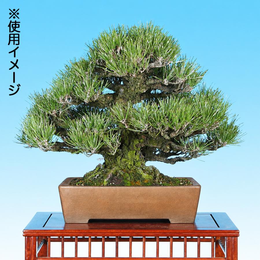 盆栽鉢 中野行山 切立長方鉢 15号 常滑焼 一品物 泥物 手づくり 作家鉢