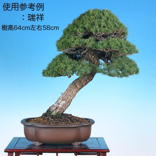 盆栽鉢 紫泥外縁木瓜式鉢 植木鉢 中国鉢 張氏製陶 落款あり 15号