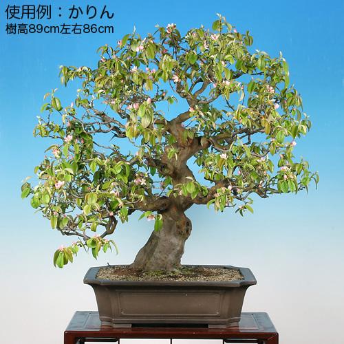 盆栽鉢 烏泥外縁隅切額面長方鉢 二級品特価 植木鉢 中国鉢 張氏製陶 