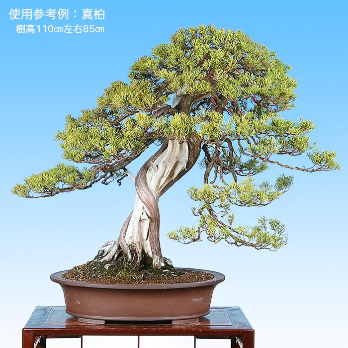 盆栽鉢 紫泥外縁下紐楕円鉢 植木鉢 中国鉢 張氏製陶 落款あり 20号