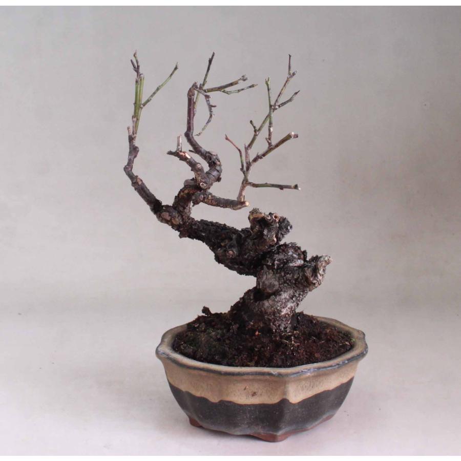 天草野梅（20年生） : 盆栽屋.com - 通販 - Yahoo!ショッピング