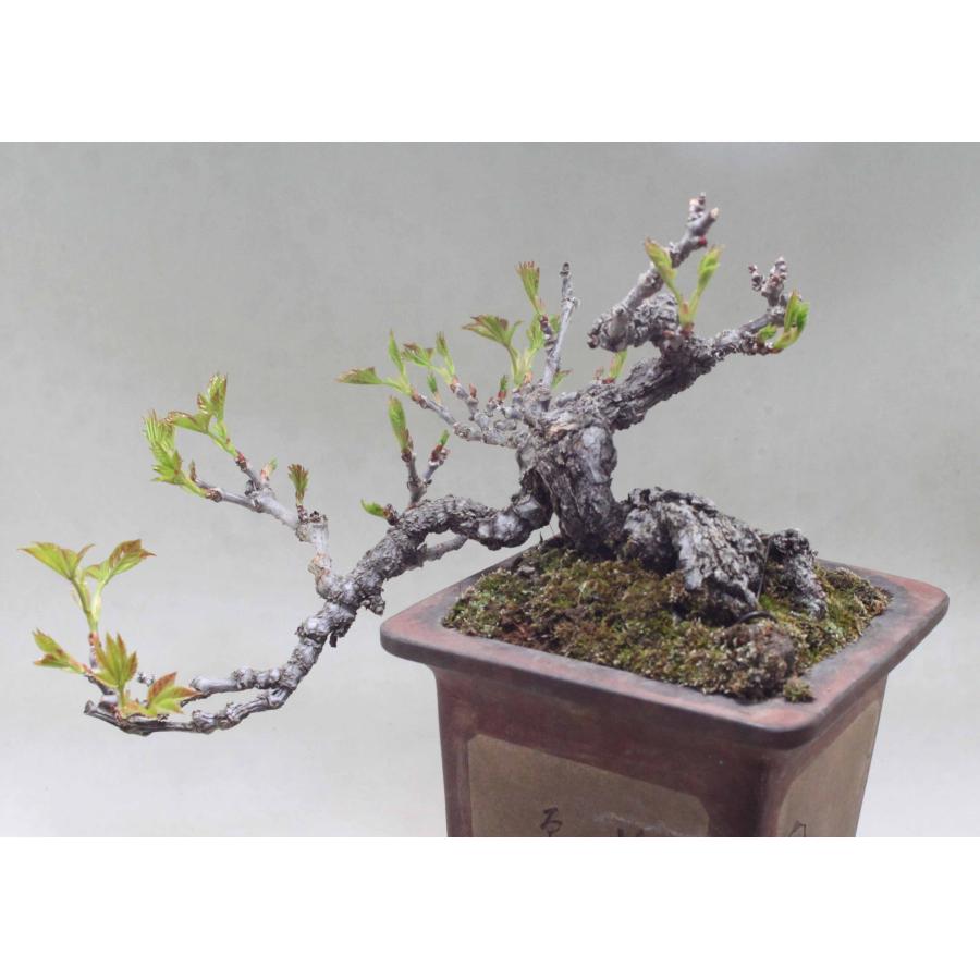 盆栽 『蔦(ツタ)』 インテリア 観葉植物 ガーデニング 園芸 アート b188 盆栽 『蔦(ツタ)』 インテリア 観葉植物 ガーデニング 園芸 アート