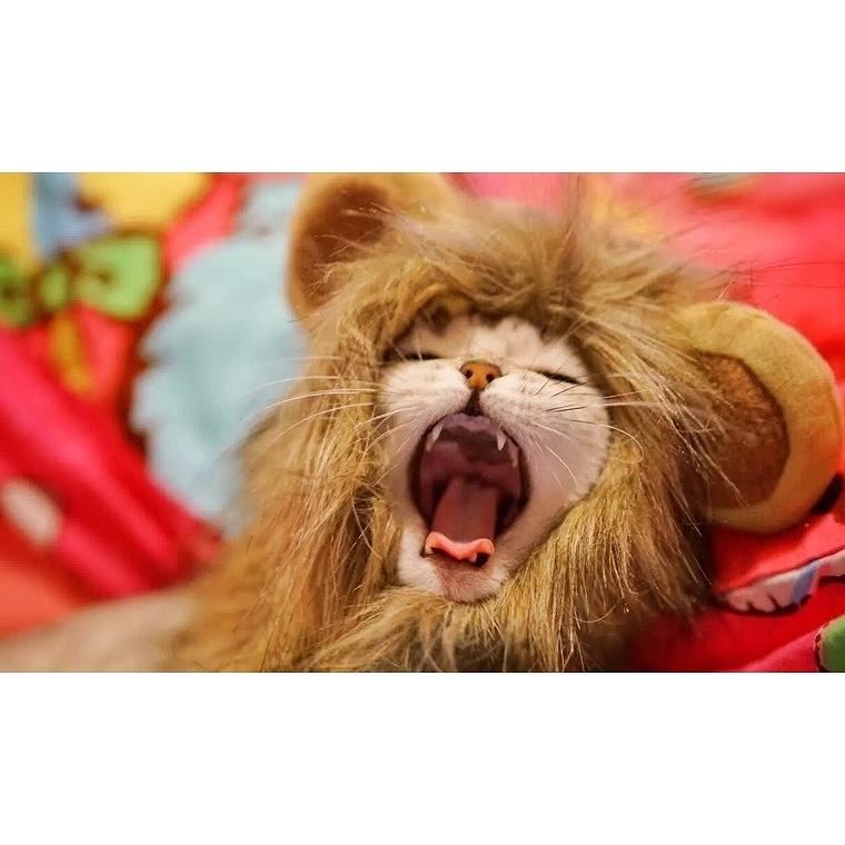 猫 かぶりもの 犬 猫用帽子 犬用帽子 猫被り物 ライオン 動物