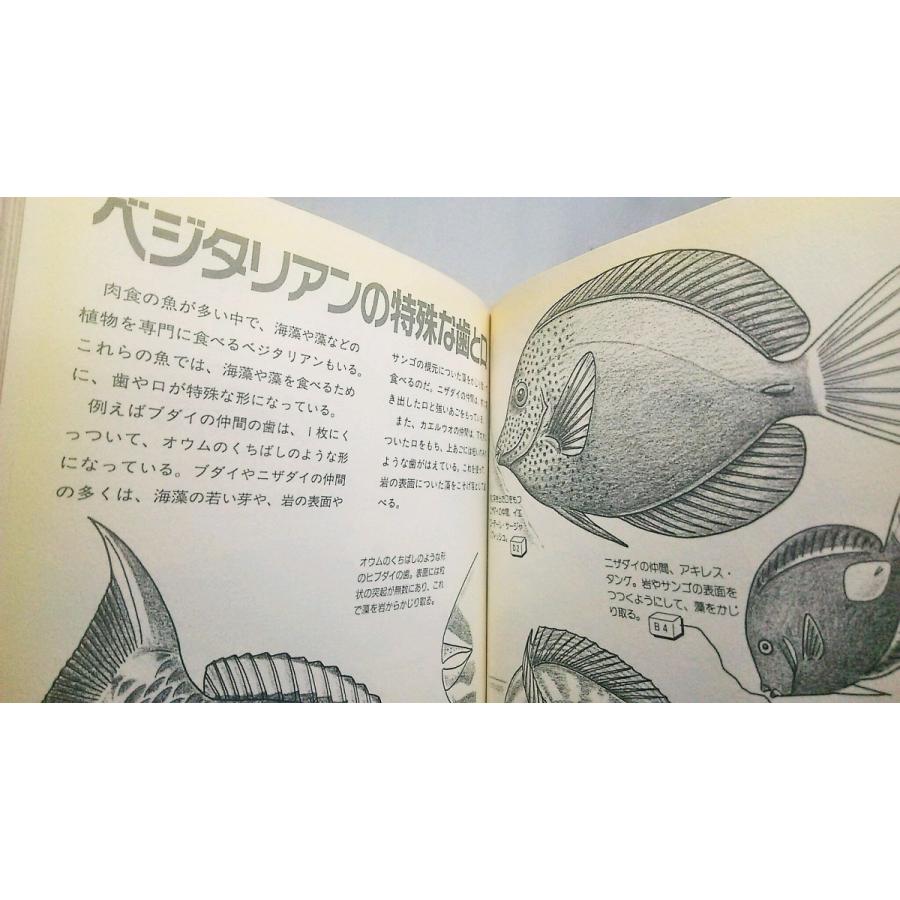世界の魚と友達になる本 図解 水槽の中のフィールドガイド 監修 東京都葛西臨海水族館 ネイチャー プロ編集室 Php研究所 Yn ブックスマイル 通販 Yahoo ショッピング