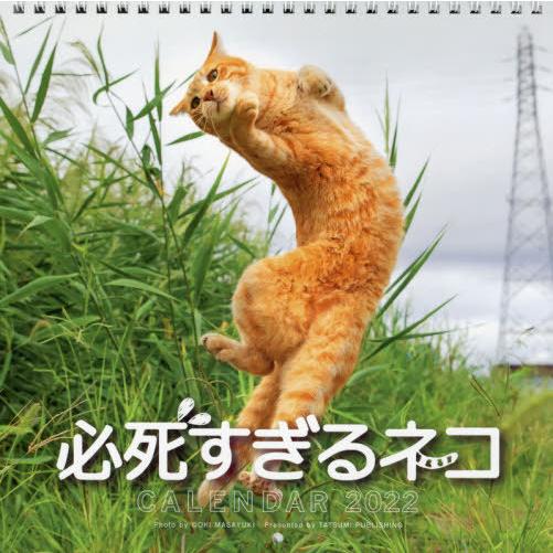 カレンダー　’２２　必死すぎるネコ / 沖　昌之　写真｜books-ogaki